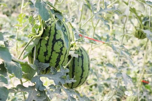 吃瓜视频的网红,揭秘吃瓜视频网红的爆红之路  第1张